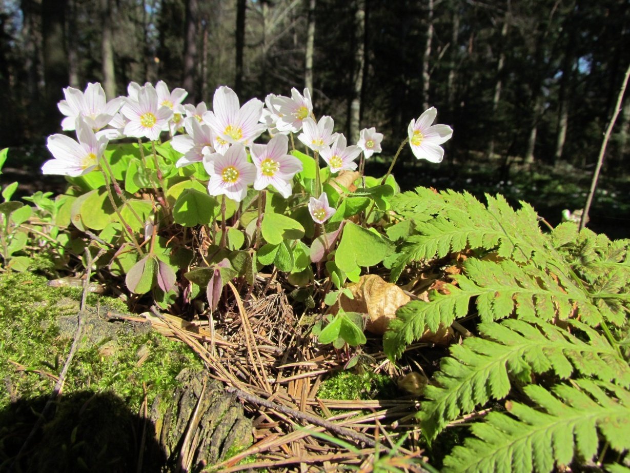 Flowers in a forest