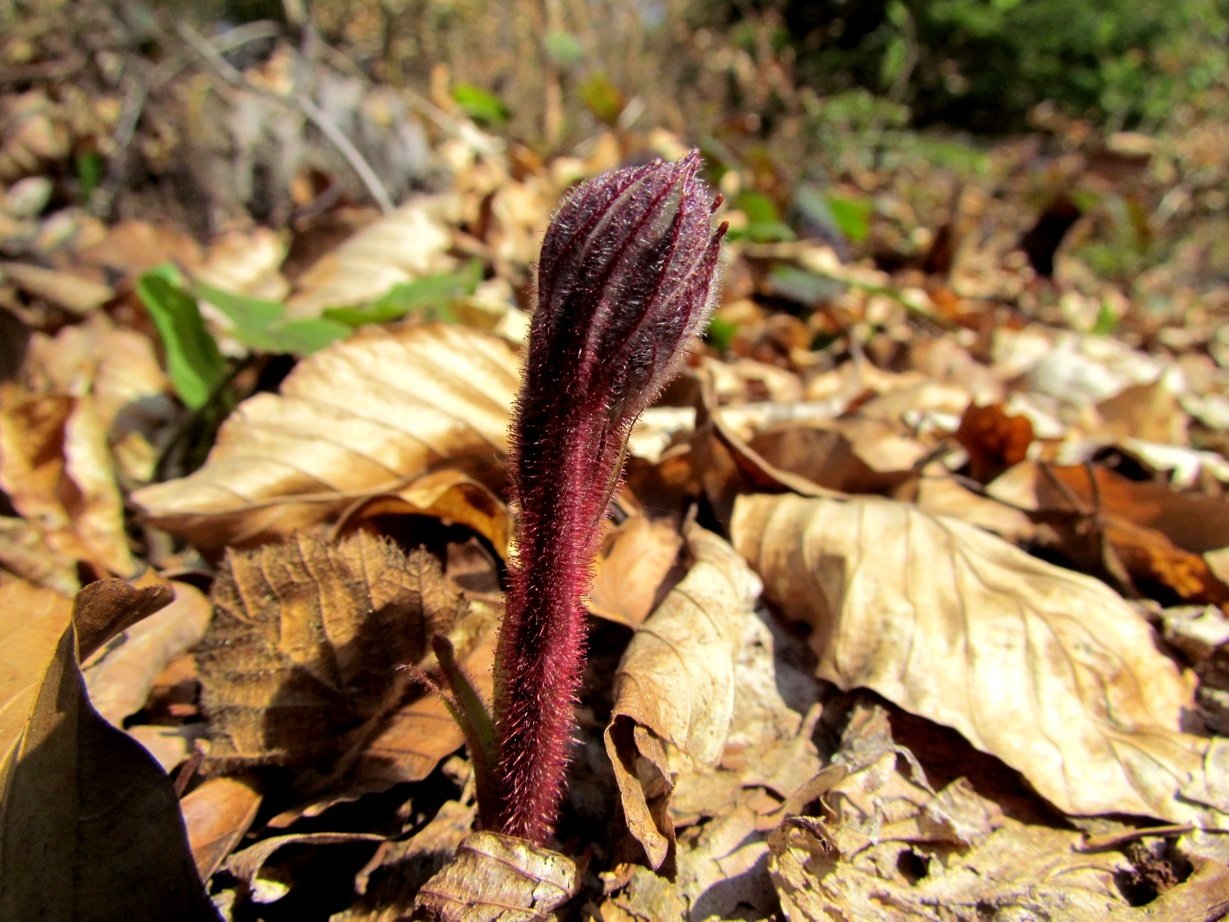 A fresh fern