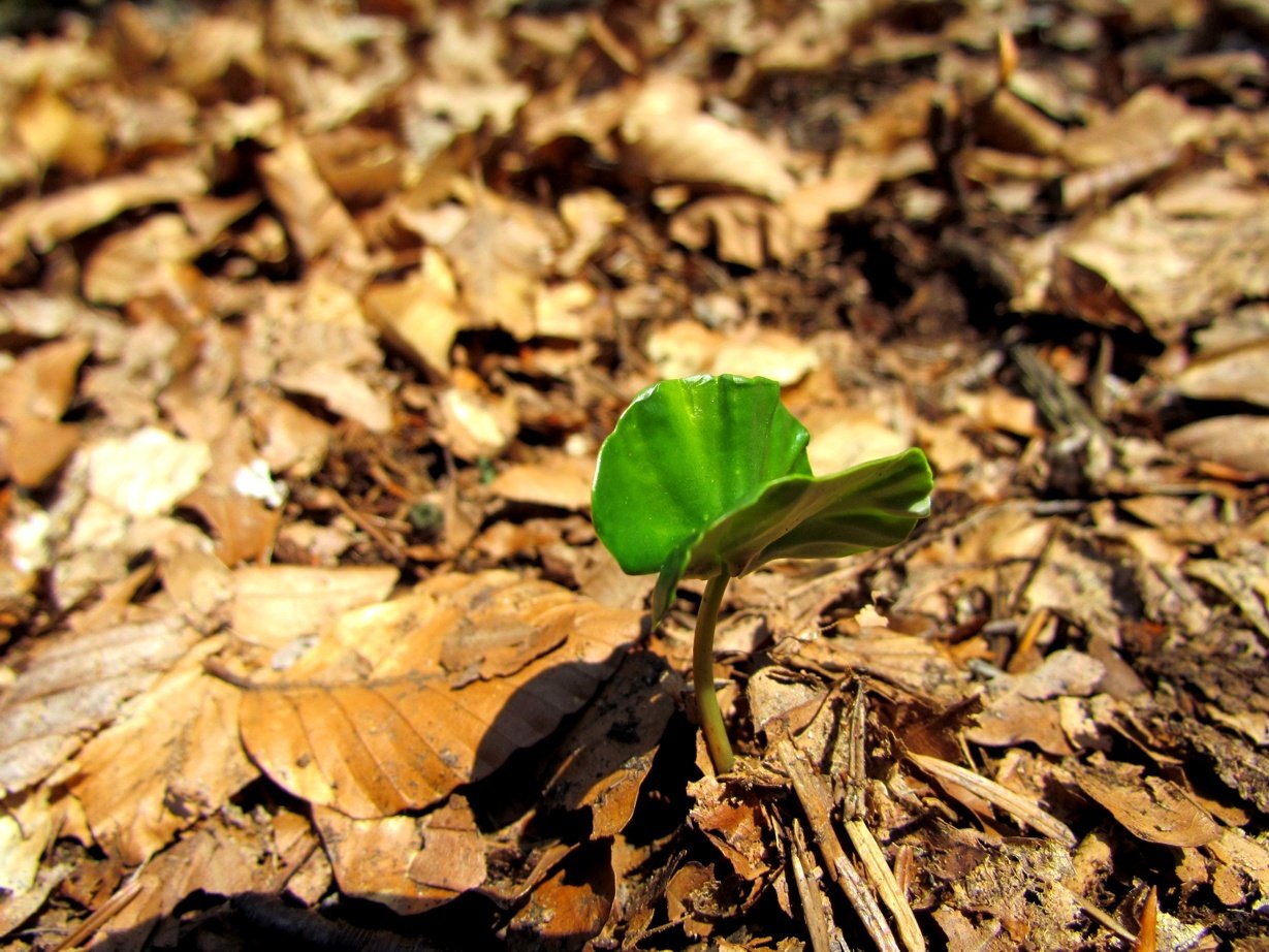 Young leaves