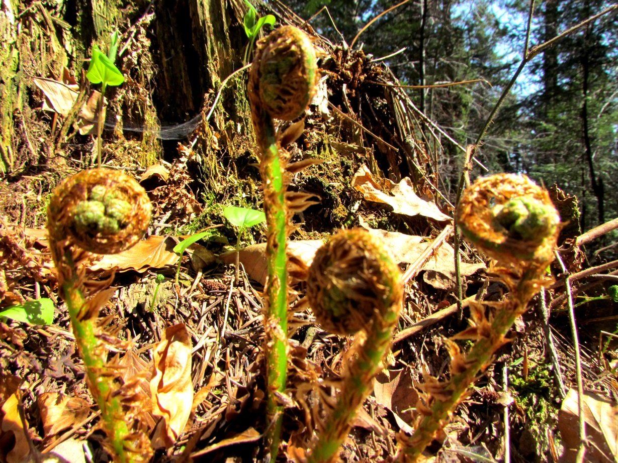 Fern rhizomes