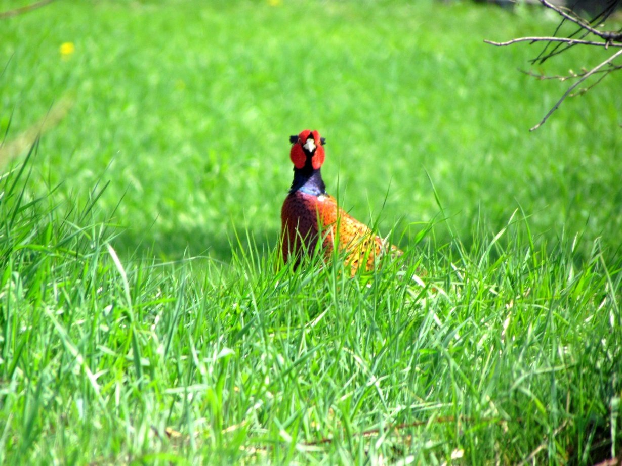 Pheasant