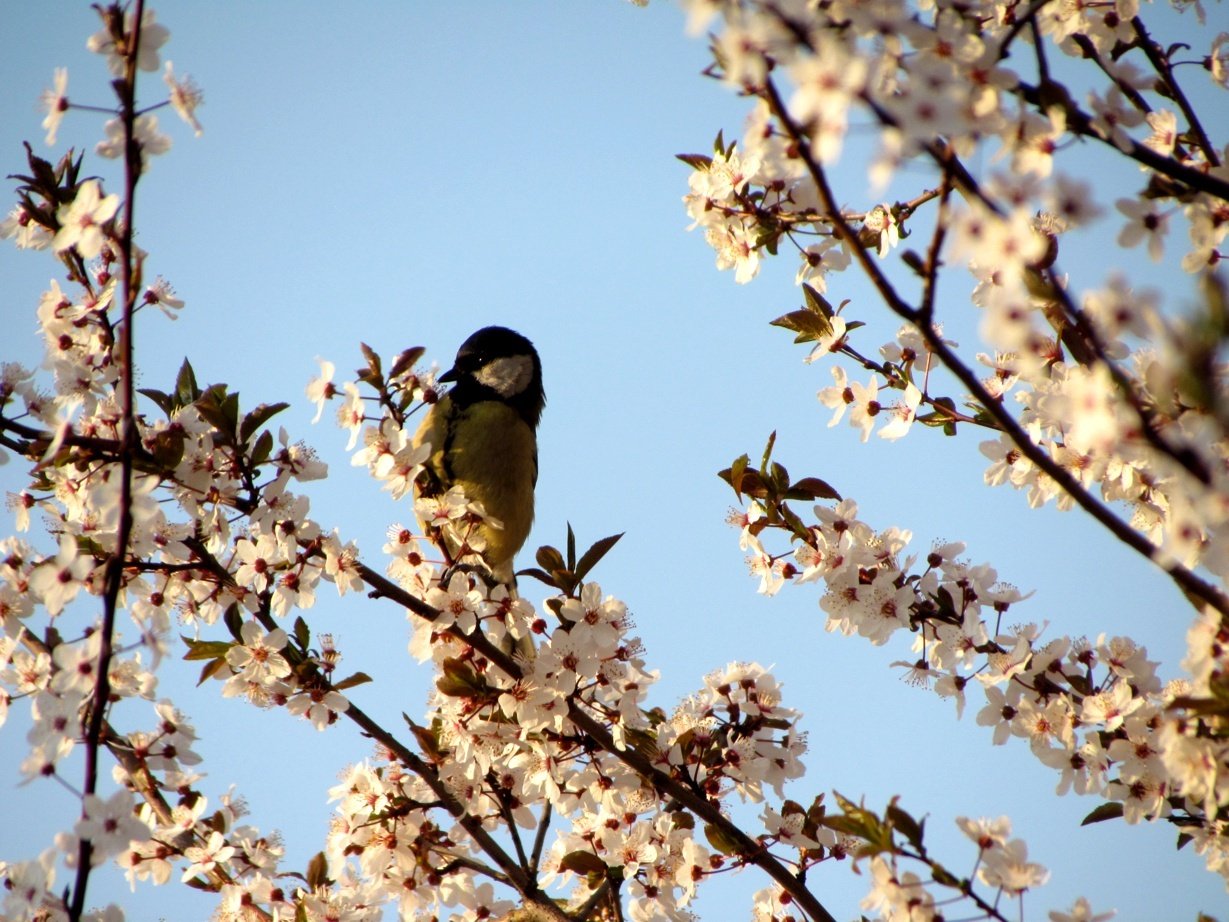 Tit in a cherry blossom