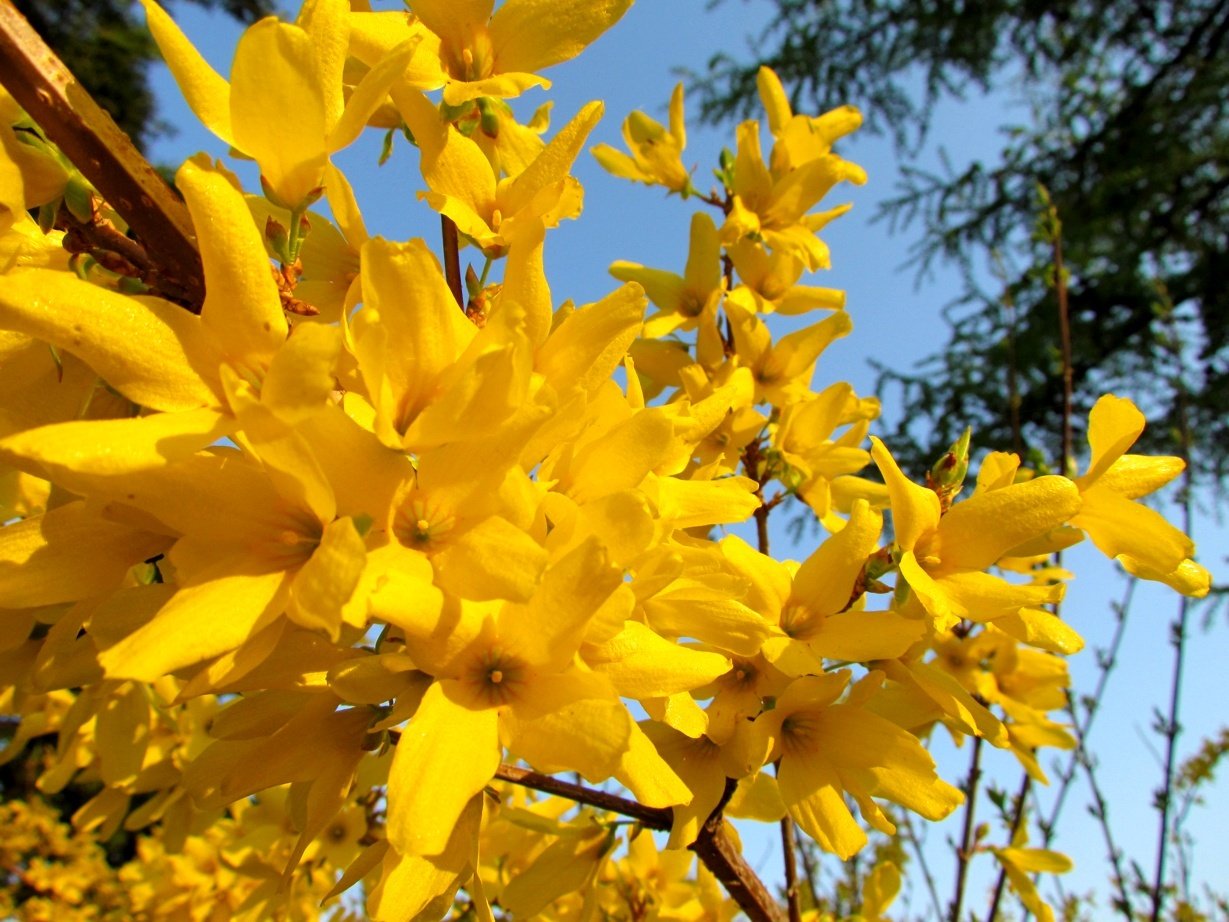 All-yellow flowers