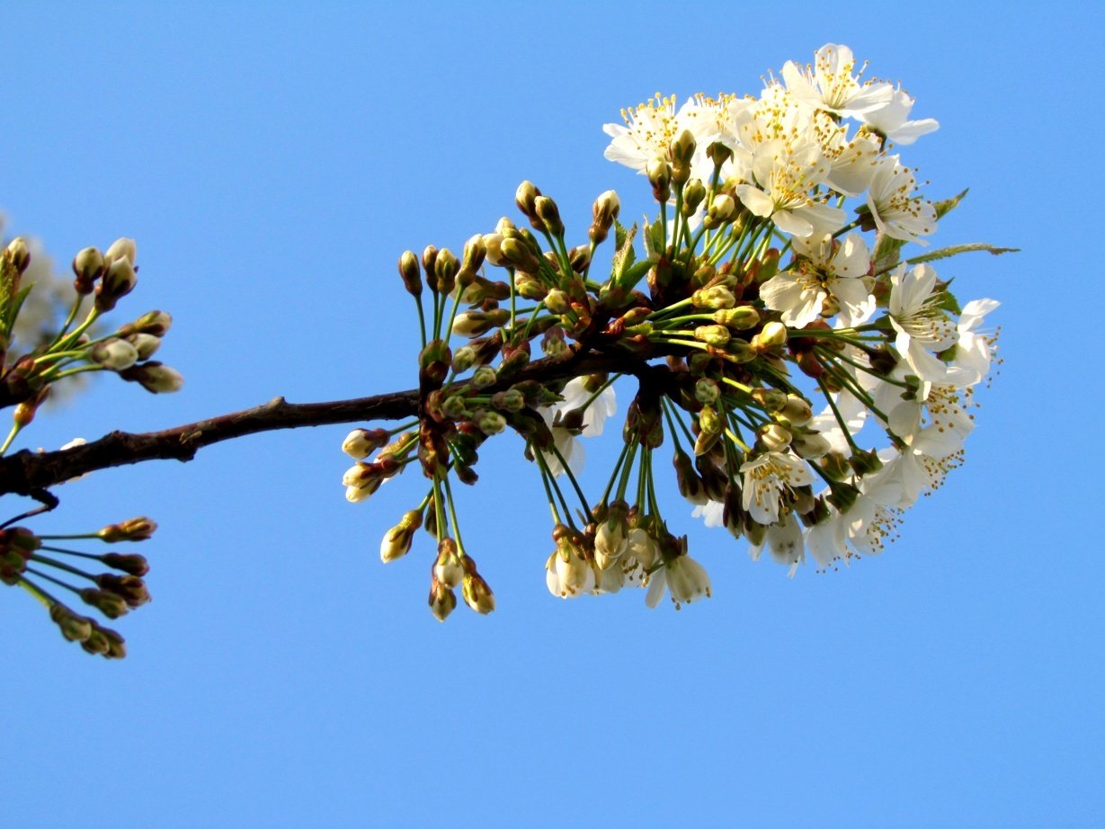 Cherry blossom