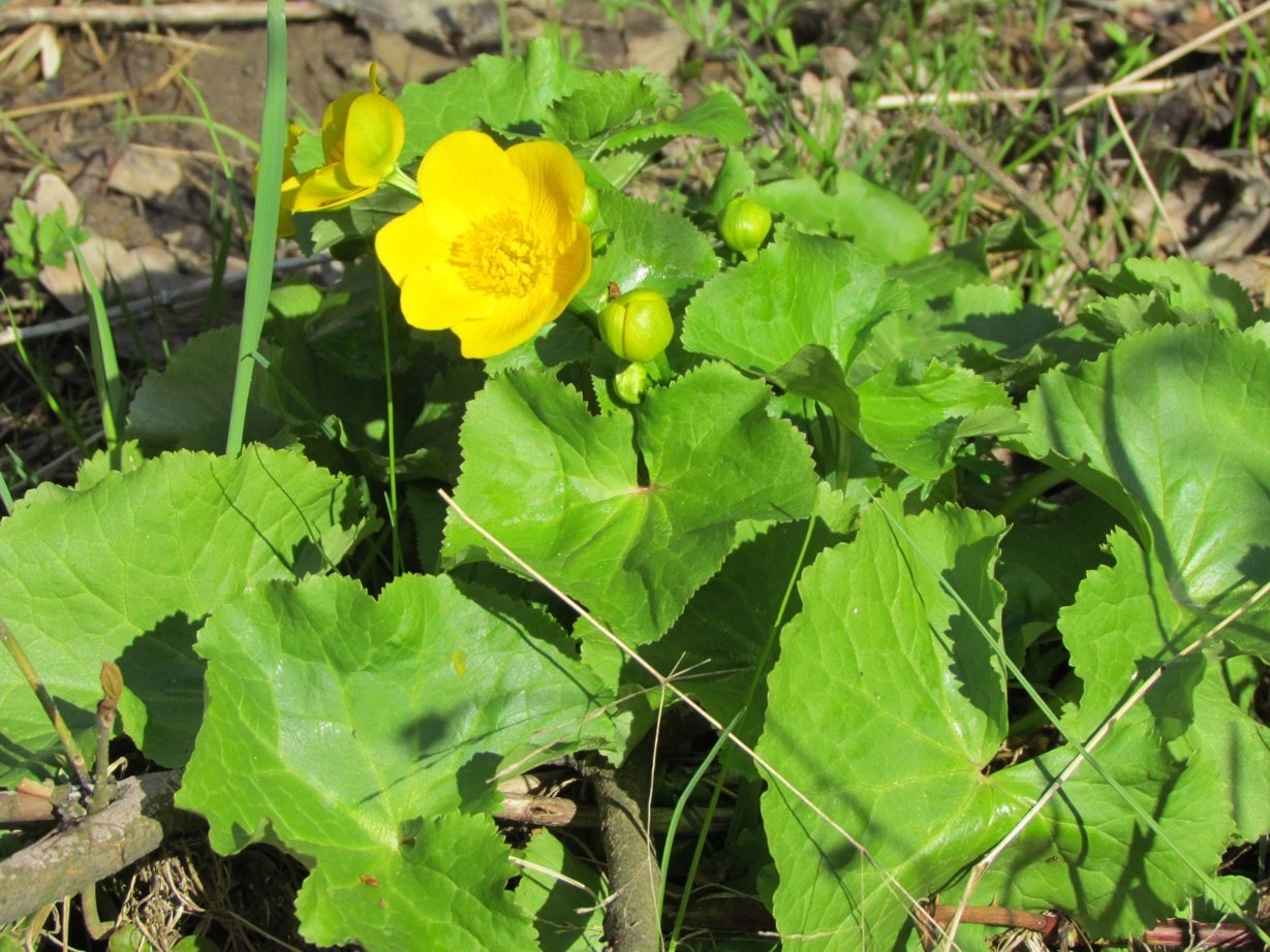 Marsh Marigold